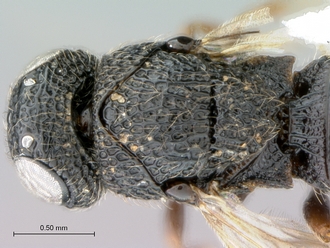 Oreiscelio_female_P020051_head_mesosoma_dorsal