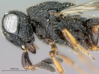 Oreiscelio_female_P020051_head_mesosoma_lateral