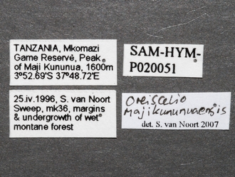 Oreiscelio_female_P020051_labels