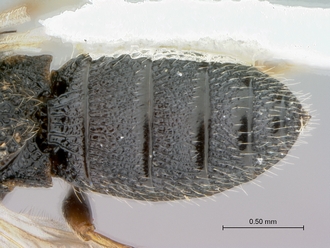 Oreiscelio_female_P020051_metasoma_dorsal