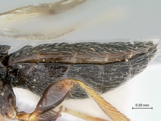 Oreiscelio_female_P020051_metasoma_lateral