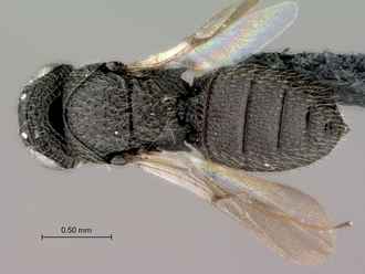 Oreiscelio_rugosus_P005682_female_habitus_dorsal