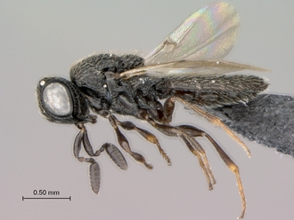 Oreiscelio_rugosus_P005682_female_habitus_lateral