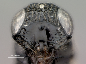 Oreiscelio_rugosus_P005682_female_head_frontal