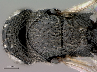 Oreiscelio_rugosus_P005682_female_head_mesosoma_dorsal
