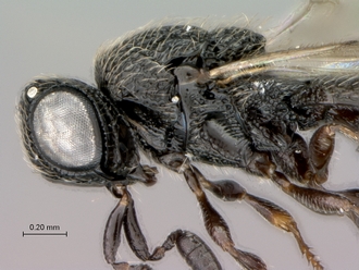 Oreiscelio_rugosus_P005682_female_head_mesosoma_lateral