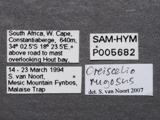Oreiscelio_rugosus_P005682_female_label