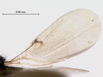 Oreiscelio_rugosus_P005682_female_wing