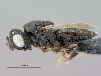 Oreiscelio_turneri_female_P018349_habitus_lateral