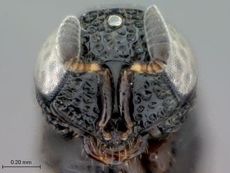 Oreiscelio_turneri_female_P018349_head_frontal
