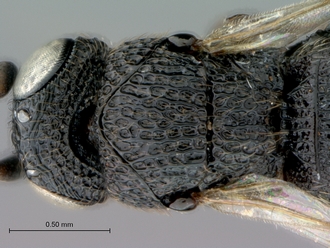Oreiscelio_turneri_female_P018349_head_mesosoma_dorsal