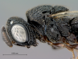 Oreiscelio_turneri_female_P018349_head_mesosoma_lateral