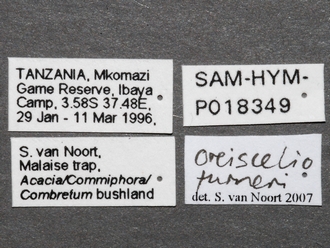 Oreiscelio_turneri_female_P018349_labels