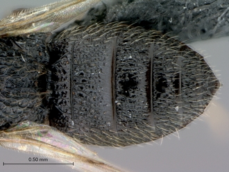 Oreiscelio_turneri_female_P018349_metasoma_dorsal