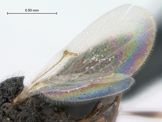 Oreiscelio_turneri_female_P018349_wings