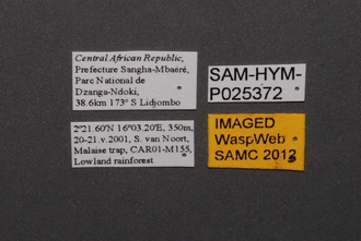 Oxyscelio_SAM-HYM-P025372_Labels