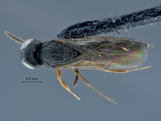 Oxyscelio_SAM-HYM-P025372_habitus_dorsal