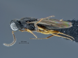 Oxyscelio_SAM-HYM-P025372_habitus_lateral