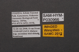 Oxyscelio_SAM-HYM-P030966_Labels