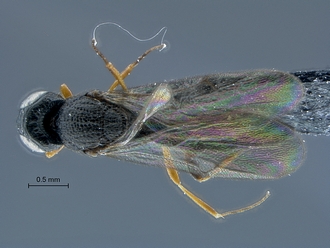 Oxyscelio_SAM-HYM-P030966_habitus_dorsal