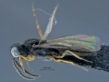 Oxyscelio_SAM-HYM-P030966_habitus_lateral