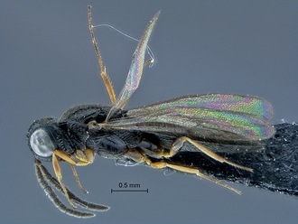 Oxyscelio_SAM-HYM-P030966_habitus_lateral