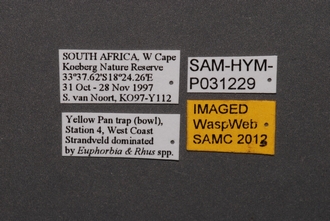 Platyscelidris_SAM-HYM-P031229_Label