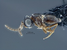Platyscelidris_SAM-HYM-P031229_habitus_lateral