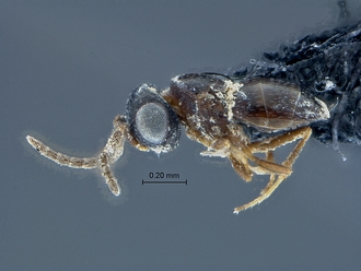 Platyscelidris_SAM-HYM-P031229_habitus_lateral