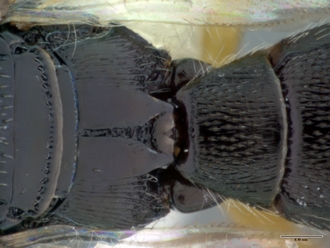 Platscelio_africanus_OSUC 250659_T1