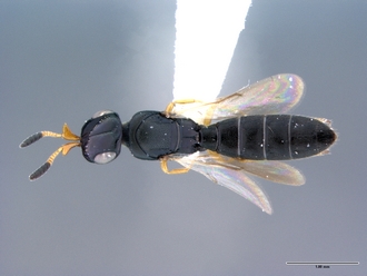 Platscelio_africanus_OSUC 250659_dorshab