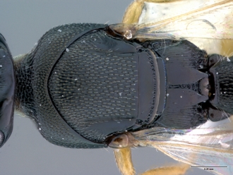 Platyscelio_africanus_OSUC 250659_dorsmesosoma