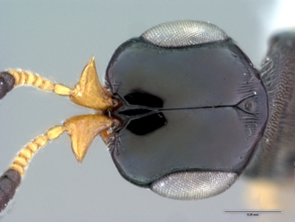 Platyscelio_africanus_OSUC 250659_face