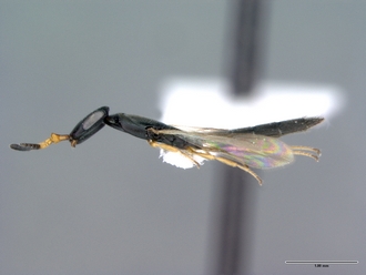 Platyscelio_africanus_OSUC 250659_lathab