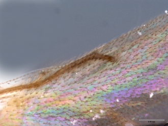 Platyscelio_africanus_OSUC 250659_marginal