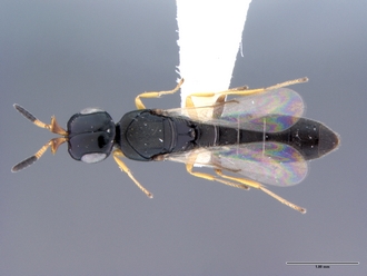 Platyscelio_africanus_OSUC207985_dorsal_habitus