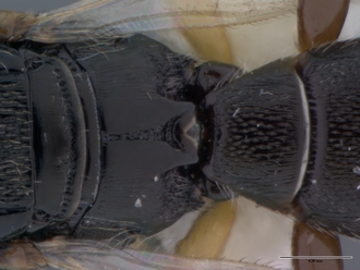 Platyscelio_africanus_OSUC207985_dorsal_propodium