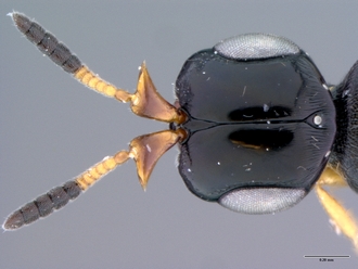 Platyscelio_africanus_OSUC207985_head_frontal