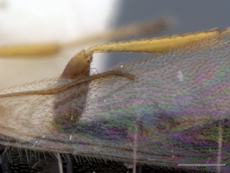 Platyscelio_africanus_OSUC207985_wing_venation