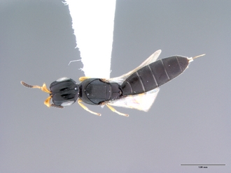 Platyscelio_mysterium_OSUC171372_habitus_dorsal