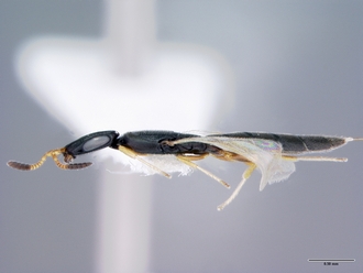 Platyscelio_mysterium_OSUC171372_habitus_lateral