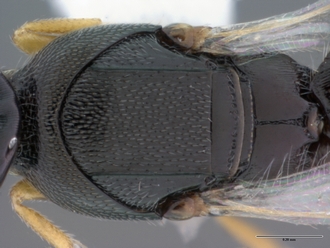 Platyscelio_mysterium_OSUC171372_mesosoma_dorsal
