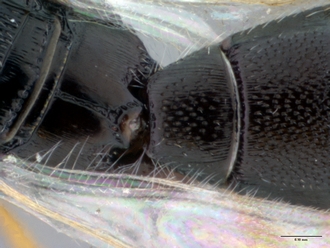 Platyscelio_mysterium_OSUC171372_propodeum_dorsal