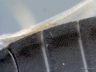 Platyscelio_mysterium_OSUC171372_wing_venation