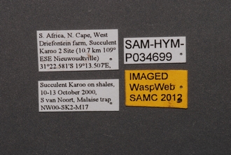 Calotelea_SAM-HYM-P034699_Labels