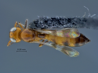 Calotelea_SAM-HYM-P034699_habitus_dorsal