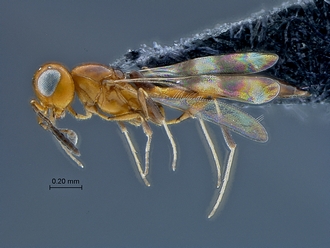 Calotelea_SAM-HYM-P034699_habitus_lateral