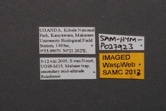 Psilanteris_SAM-HYM-P027923_Labels