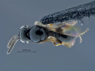 Psilanteris_SAM-HYM-P027923_habitus_dorsal
