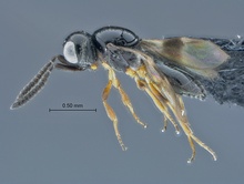 Psilanteris_SAM-HYM-P027923_habitus_lateral